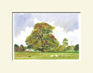 North Shore Print; Liberty Tree